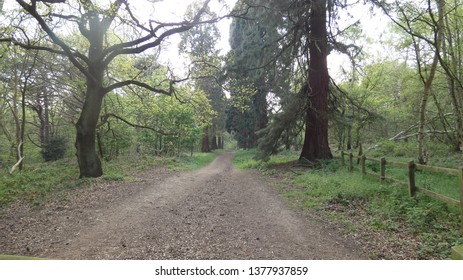 Tree Lined Avenue At Havering Country Park