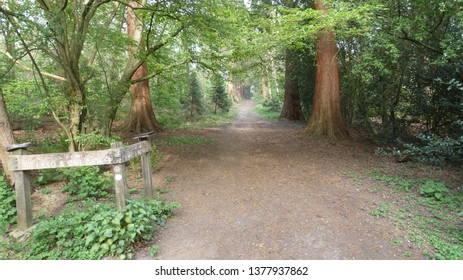 Tree Lined Avenue At Havering Country Park