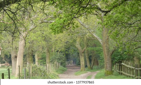 Tree Lined Avenue At Havering Country Park