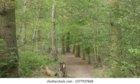 Tree Lined Avenue At Havering Country Park