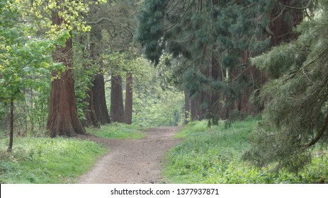 Tree Lined Avenue At Havering Country Park