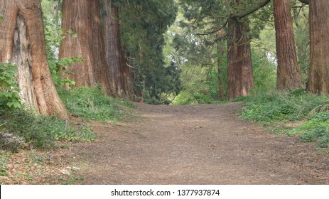 Tree Lined Avenue At Havering Country Park