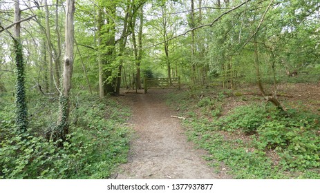 Tree Lined Avenue At Havering Country Park