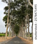 Tree lined Avenue in Wilyabrup, southwest Western Australia