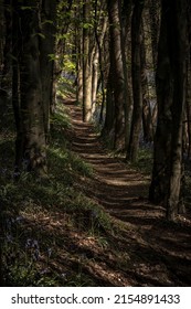 A tree lined dirt path through a forest