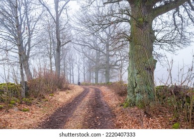 Tree Lined Dirt Road In Mist