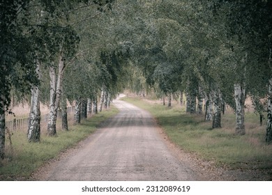 Tree Lined Driveway in Wind