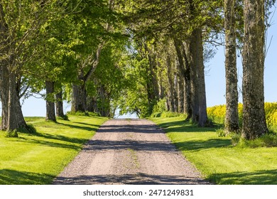 Tree Lined gravel road with lush green trees - Powered by Shutterstock