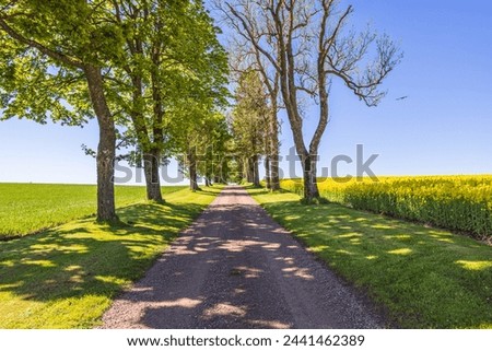 Tree Lined gravel road with lush green trees in the countryside