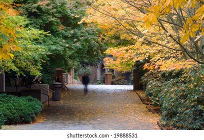 Tree Lined Lane At The University Of Washington Seattle Campus