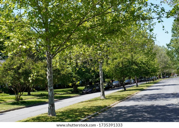 Tree lined\
neighborhood  divided\
street.