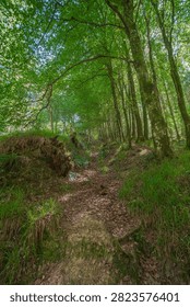 A tree lined overgrown pathway winding through a lush green forest on a warm summers day in Cornwall United Kingdom. The path is covered with fallen leaves and dappled sunlight filters through the canopy. This natural scene evokes a sense of exploration and tranquility in the wild.