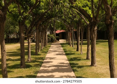 Tree lined park path with grass and distant building under soft shade, tranquil outdoor scene