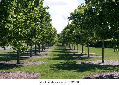 Tree Lined Path