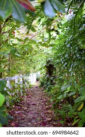 Tree lined path to the Beach