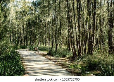 tree lined path with bench in forest nature walk