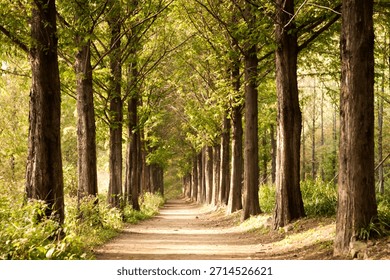 Tree lined path in a forest with sunlight shining through leaves during the day