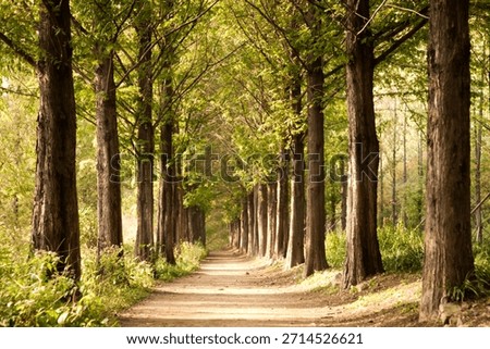 Tree lined path in a forest with sunlight shining through leaves during the day