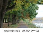 Tree lined path next to a river