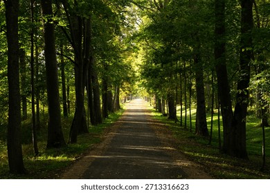 Tree Lined Path Through Green Park in Autumn Light