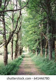 Tree Lined Pathway