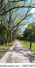 Tree lined pathway in Riverside PArk