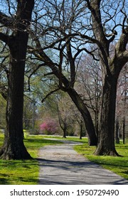 Tree Lined Paved Walking Path In The Park