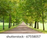 tree lined road