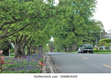 tree lined road