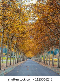 Tree Lined Road