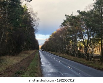 Tree lined road