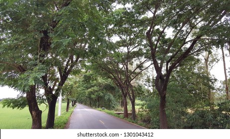 tree lined road 