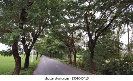 tree lined road 
