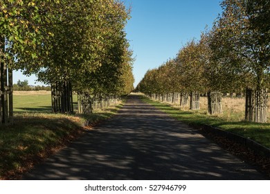 Tree lined road