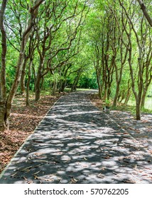 tree lined road
