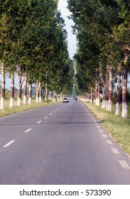 Tree lined road