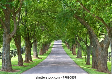 Tree Lined Road Stock Photo 79890859 | Shutterstock