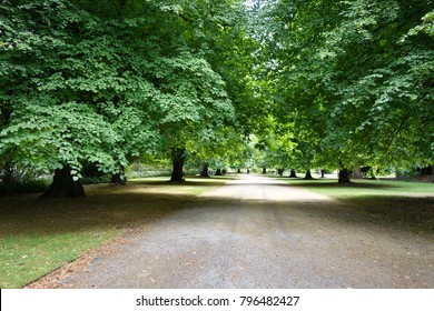 A Tree Lined Road In The Botanical Park