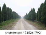 Tree lined road in China