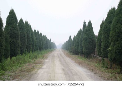 Tree lined road in China