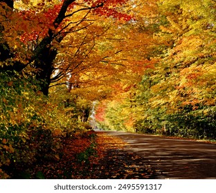 Tree Lined Road In The Fall