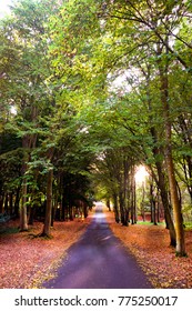 A Tree lined road running through centre of image, big in foreground to vanishing point, ground covered in orange autumn / fall leaves on either side