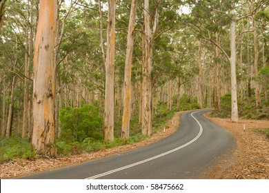 Tree Lined Road In South West WA