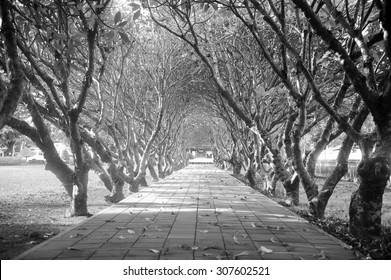 tree lined road,black and white background. 