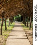 tree lined sidewalk path in park 