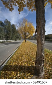 Tree Lined Street In Autumn In Calabasas California