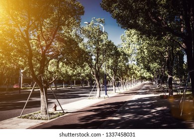 Tree Lined Street In Hyde Park London, Autumn Season