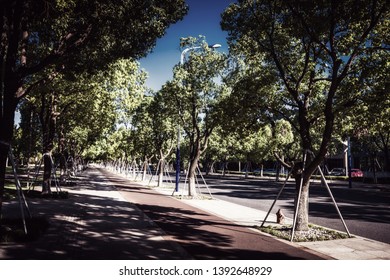 Tree Lined Street In Hyde Park London, Autumn Season