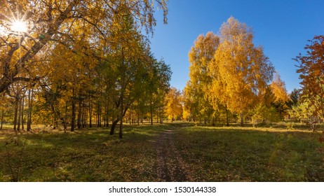 Tree Lined Street In  Park Omsk, Autumn Season