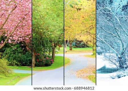 A tree lined street, photographed in all four seasons from the same location. Spring, Summer, Fall, Winter. 